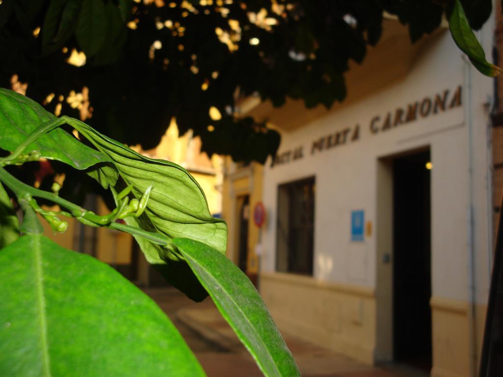 Hostal Puerta Carmona إشبيلية المظهر الخارجي الصورة